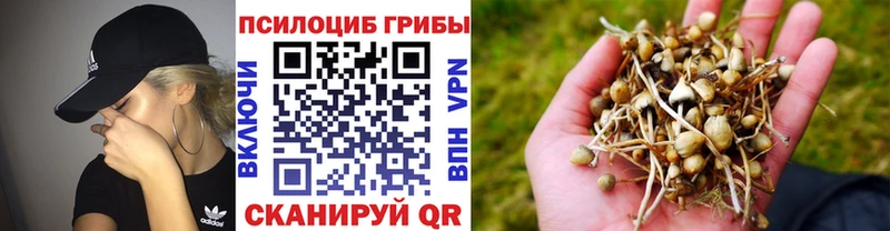 Псилоцибиновые грибы мицелий  darknet официальный сайт  Петровск 